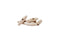 Wooden_tent_Toggles